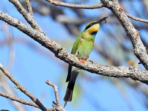 Rainbow Bee-eater | BIRDS in BACKYARDS