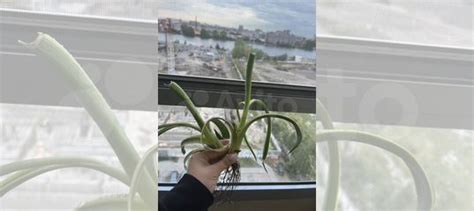 Агава вариегатная купить в Санкт-Петербурге | Товары для дома и дачи ...