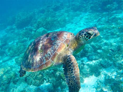 Sea Turtles A Unique Experience In Costa Rica Green Sea Turtle