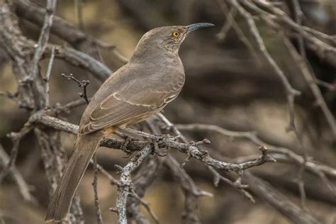 Birds of Arizona and where to find them! | Arizona State Parks