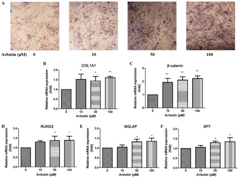 Arbutin Promotes Mc3t3‑e1 Mouse Osteoblast Precursor Cell Proliferation