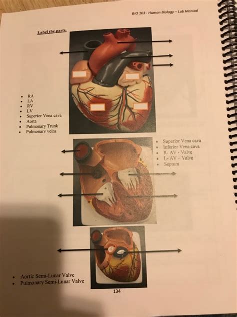 Solved BIO 103 Human Biology Lab Manual Label The Parts Chegg