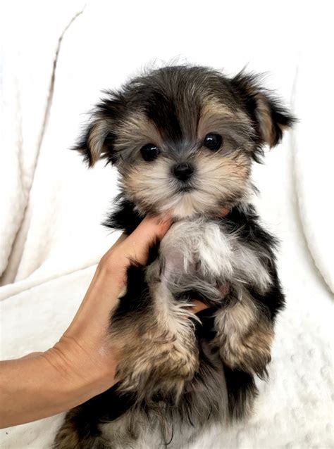 Tcup Morkie Puppy Teddy Bear Baby Doll Face Iheartteacups