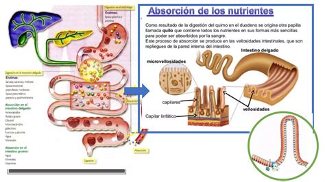 Sistema Digestivo Intestino Delgado Absorci N De Nutrientes Ppt