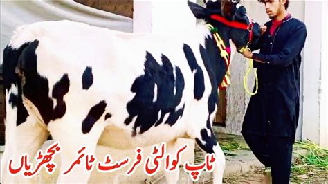 Imported First Timer Heifers For Sale In Pakistan Imported Heifers