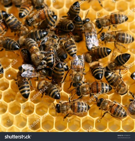 Bees Inside The Hive Stock Photo 47568247 : Shutterstock