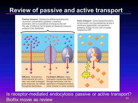 Alineaci N Convergencia Moviente Bioflix Membrane Transport Extremistas