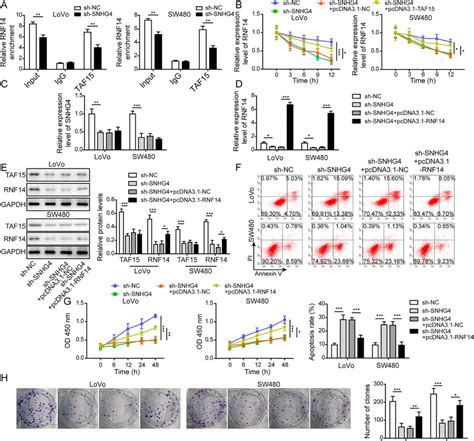 Forced Rnf Expression Negated The Anti Cancer Effects Of Snhg