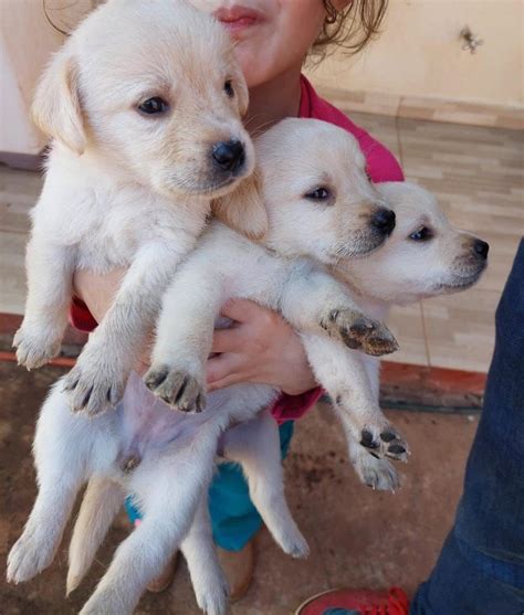 Labrador Machos Y Hembras Perros Paraguay