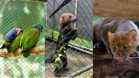 10 Animales Silvestres Víctimas De Cautiverio Ya Tienen Un Nuevo