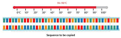 Polymerase Chain Reaction Snapgene