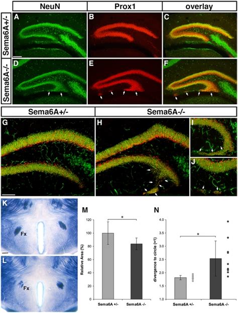 Af Immunohistochemistry For Neun A D Green Neurons And Prox