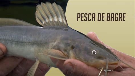 Pesca De Bagre Dicas E Informa Es De Como Capturar O Peixe