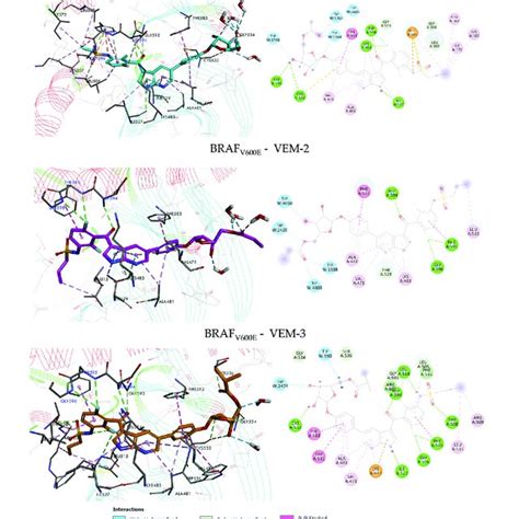 Predicted Binding Mode For Vem 1 Vem 2 And Vem 3 Derivatives With Download Scientific Diagram