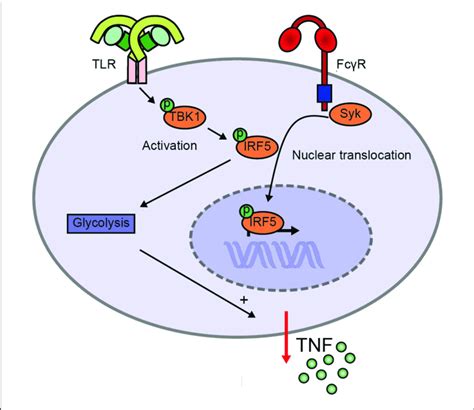 Model for enhanced TNF production upon FcγR TLR cross talk via IRF5