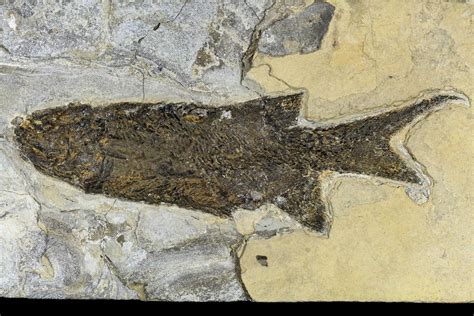 10.9" Permian Fossil Fish (Paramblypterus) - Germany (#113317) For Sale - FossilEra.com