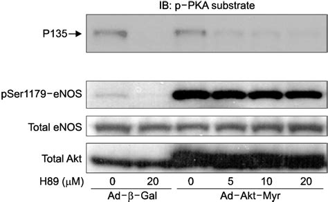 The Phospho Pka Substrate Antibody Does Not Cross React With Akt Sites