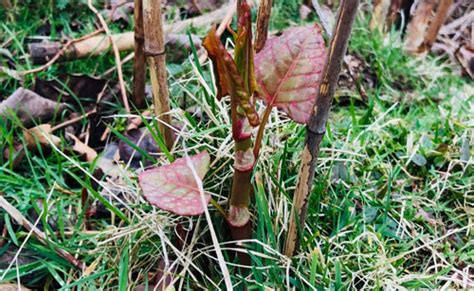 Japanese Knotweed Removal In Devon Cornwall Bristol Somerset