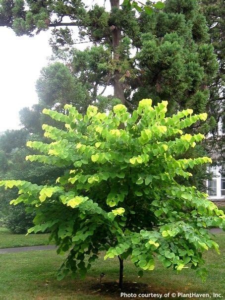 Cercis Canadensis Hearts Of Gold® Redbud Tree Specimen Trees