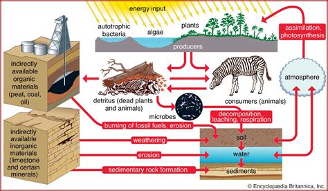 Biosphere Carbon Cycle Ecosystems Atmosphere Britannica