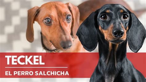 Perro Salchicha Raza De Perro Teckel O Dachshund Terr Nea Youtube