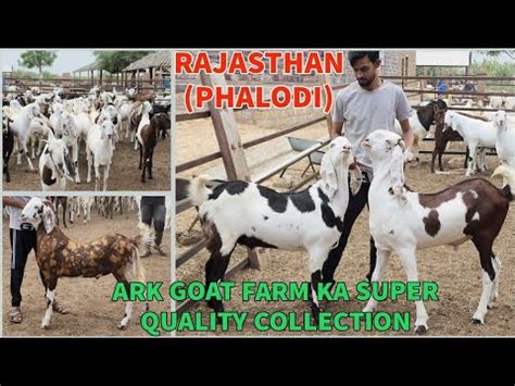 ARK GOAT FARM K BAKRO NE BEHETREEN TAIYARI LE H PHALODI ME TOP QUALITY