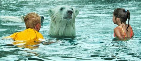 Kids Swimming with Polar Bears