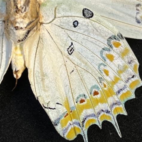 Polyura Delphis Butterfly Jewelled Nawab Entomological Bound Box