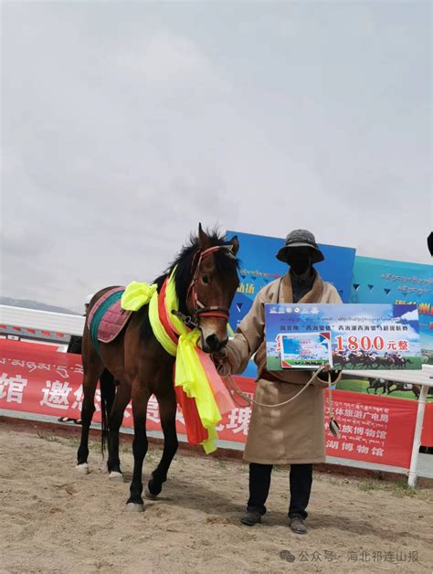 海北州“青海骢杯”青海湖青海骢马超级联赛土种速度马3000米获奖马匹介绍 海北新闻网 青海新闻网