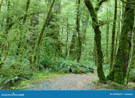 Floresta Tropical Temperada Imagem De Stock Imagem De Verde Terreno