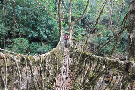 Pin On Hymn To Trees The Green Cathedral