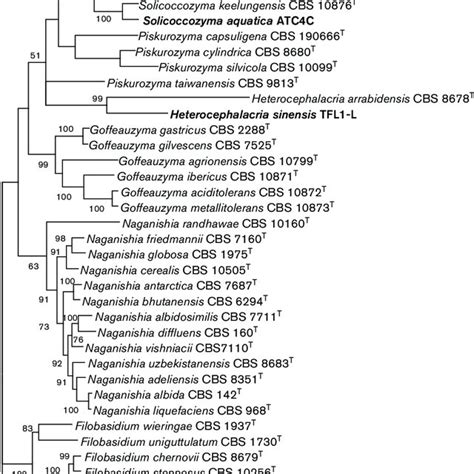 Maximum Likelihood Phylogenetic Trees Depicting The Phylogenetic