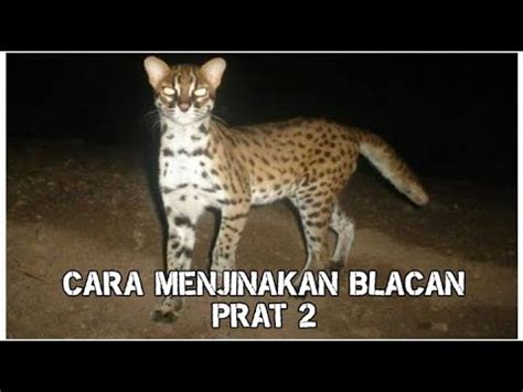 CARA MENJINAKAN KUCING HUTAN BLACAN PART 2 YouTube