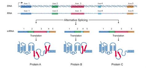 Regulation Of Gene Expression In Eukaryotes Quiz