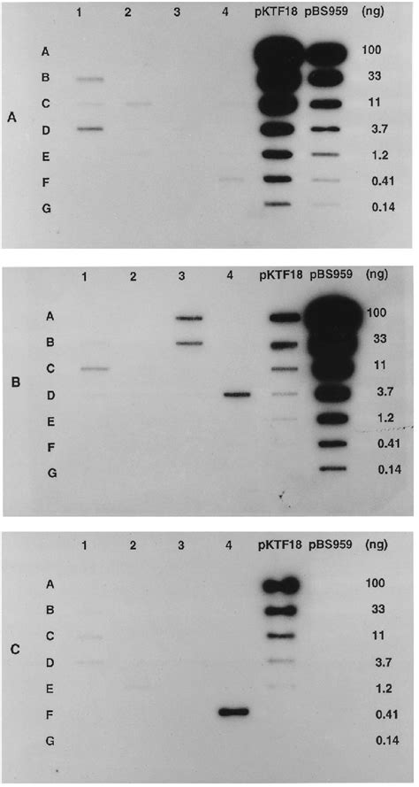 Slot Blot Hybridization Of The Bph A Nah B And Tod C Probes To