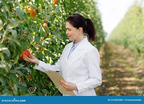 Quality Control Of Fruit In Modern Farm For Production Of Juice And