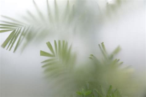 Premium Photo Green Plants In Fog With Stems And Leaves Behind