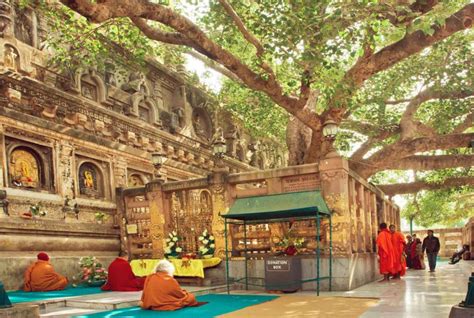 A Brief Guide to The Sacred Trees of India - Tales by Trees