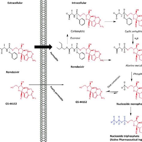 Remdesivir And GS 44 152 Metabolism To Nucleoside Triphosphate With