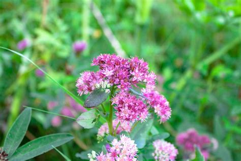 Perennial Plants That Butterflies Love