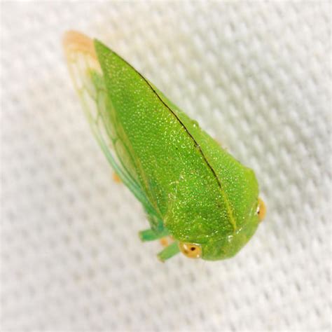 Treehopper Atymna Querci Bugguidenet