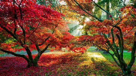 Wallpaper Maple trees, red leaves, sun rays, autumn 1920x1080 Full HD ...