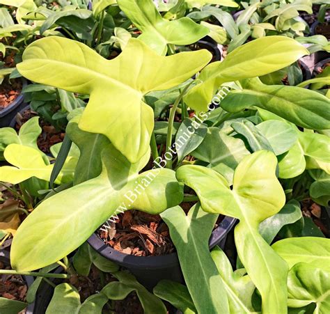 Philodendron Hammerhead Gold Brians Botanicals