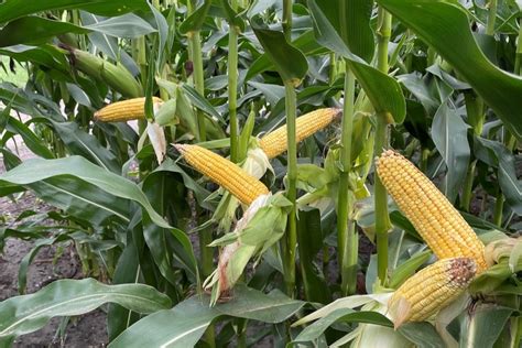 New Corn Hybrids For 2025 Corn Seed Guide