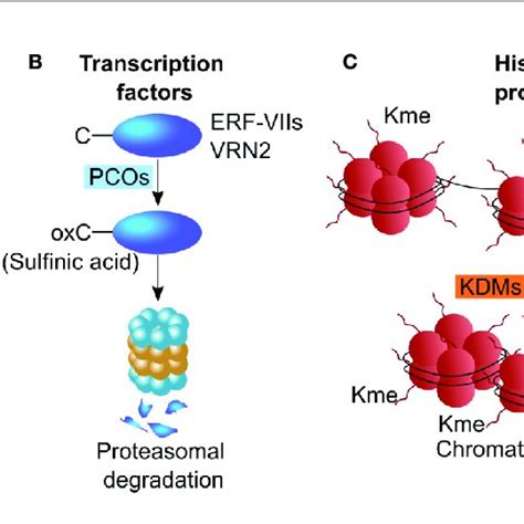 Schematic Representations Of Post Translational Modifications Download Scientific Diagram