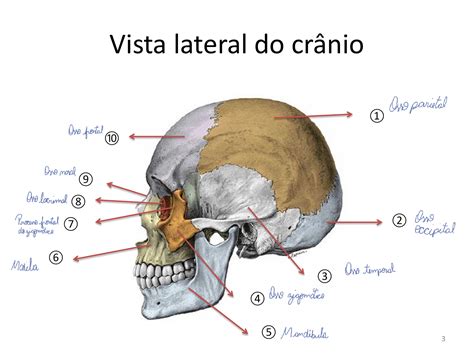 Anatomia Dos Ossos Do Cr Nio Anatomia Oral E Maxilo Facial