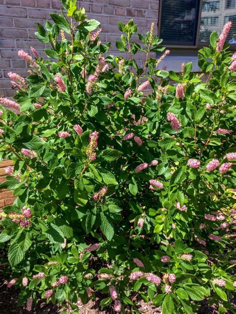 Buy Summersweet Plants Online Clethra Stadler Nurseries