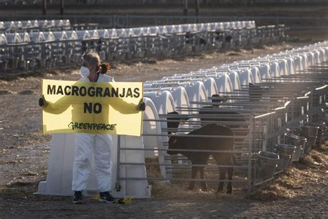 ACCIÓN Las macrogranjas envenenan el agua ES Greenpeace España