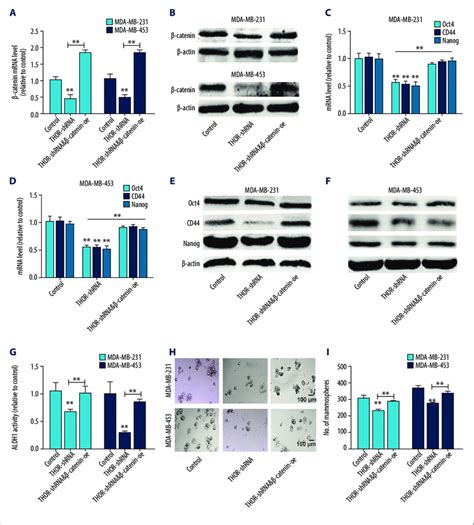 Thor Regulates Tnbc Cell Stemness Dependent On B Catenin Expression