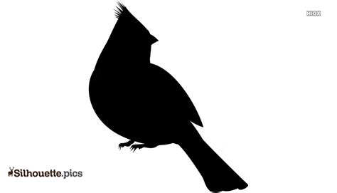 Cardinal Bird Vector Silhouette Images, Pictures